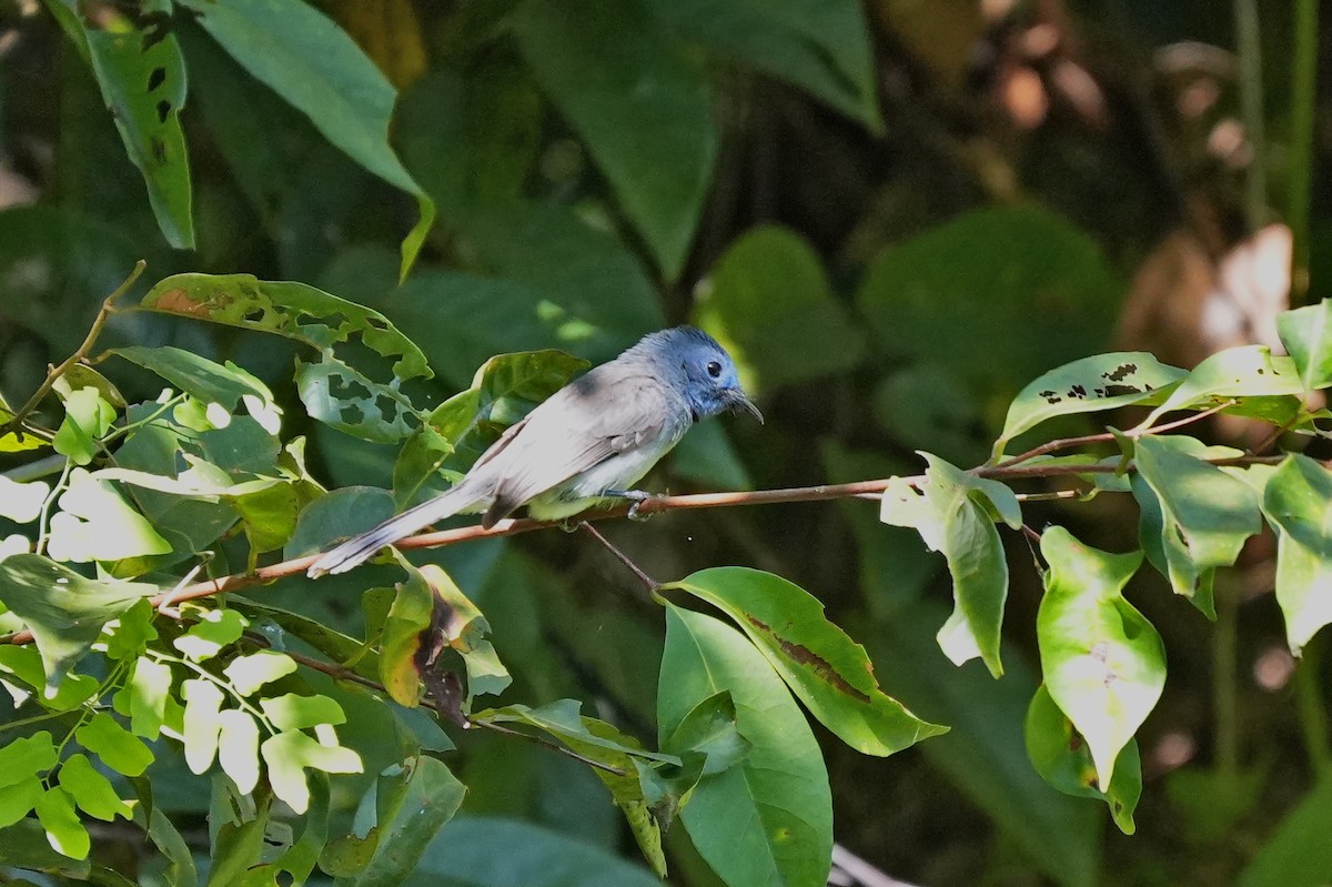 Black-naped Monarch - ML646228372