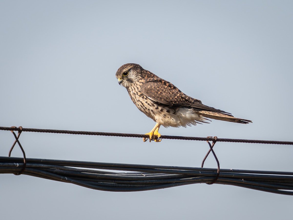 Eurasian Kestrel - ML646228373