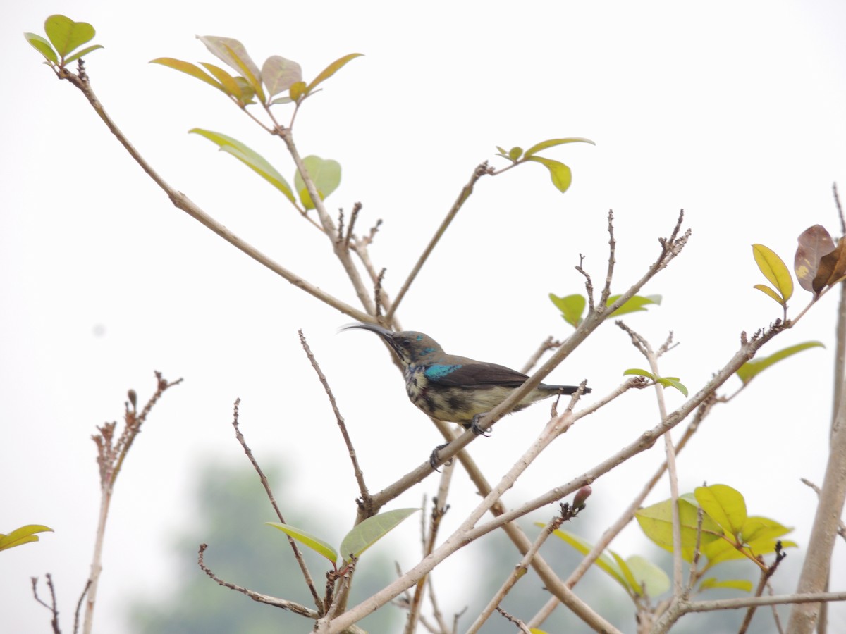 Loten's Sunbird - ML646228375