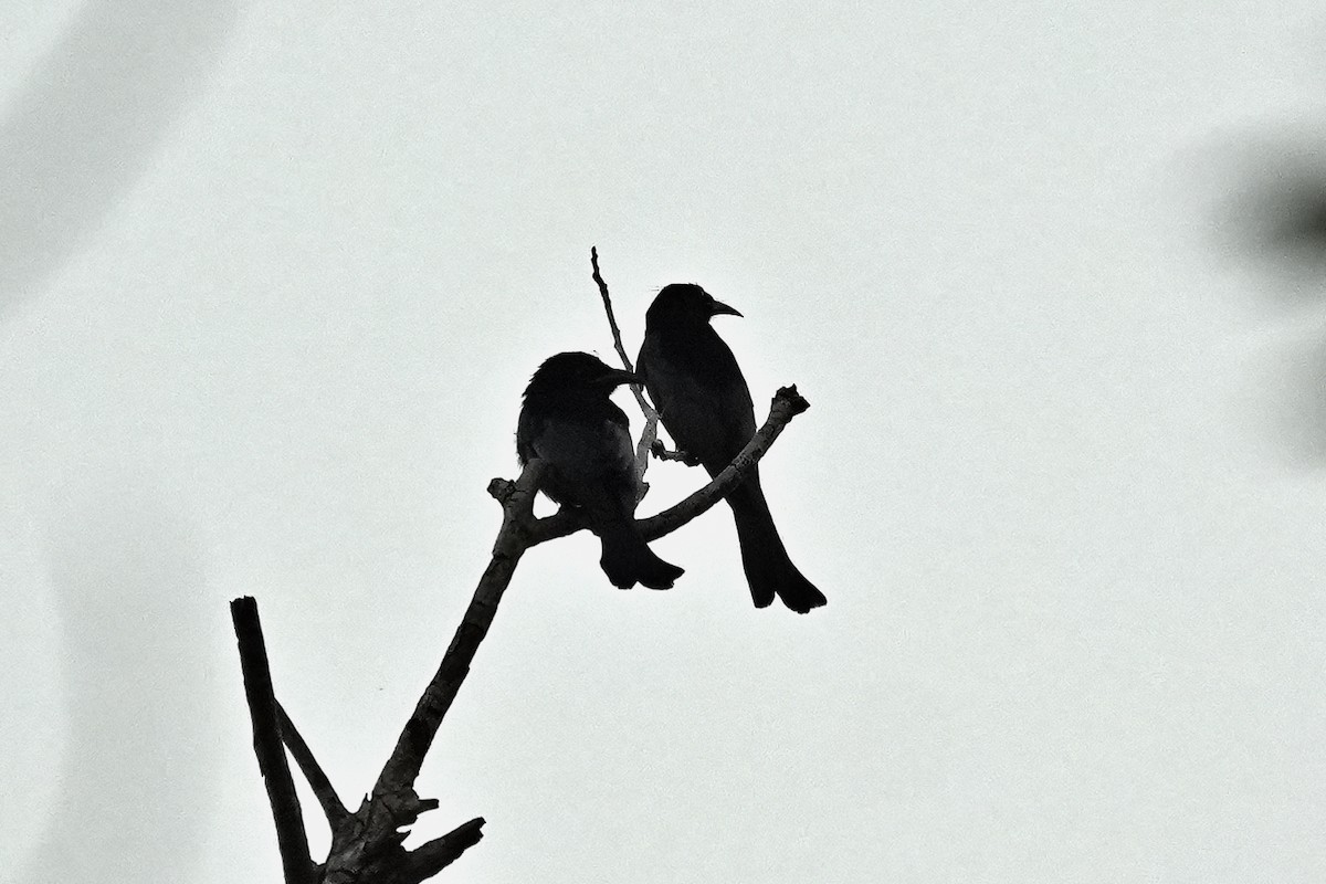 Hair-crested Drongo - ML646228376