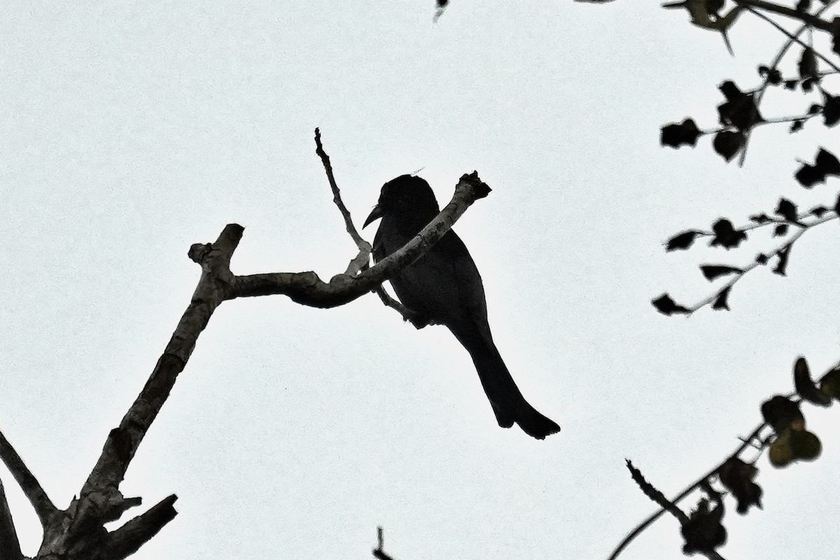 Hair-crested Drongo - ML646228377