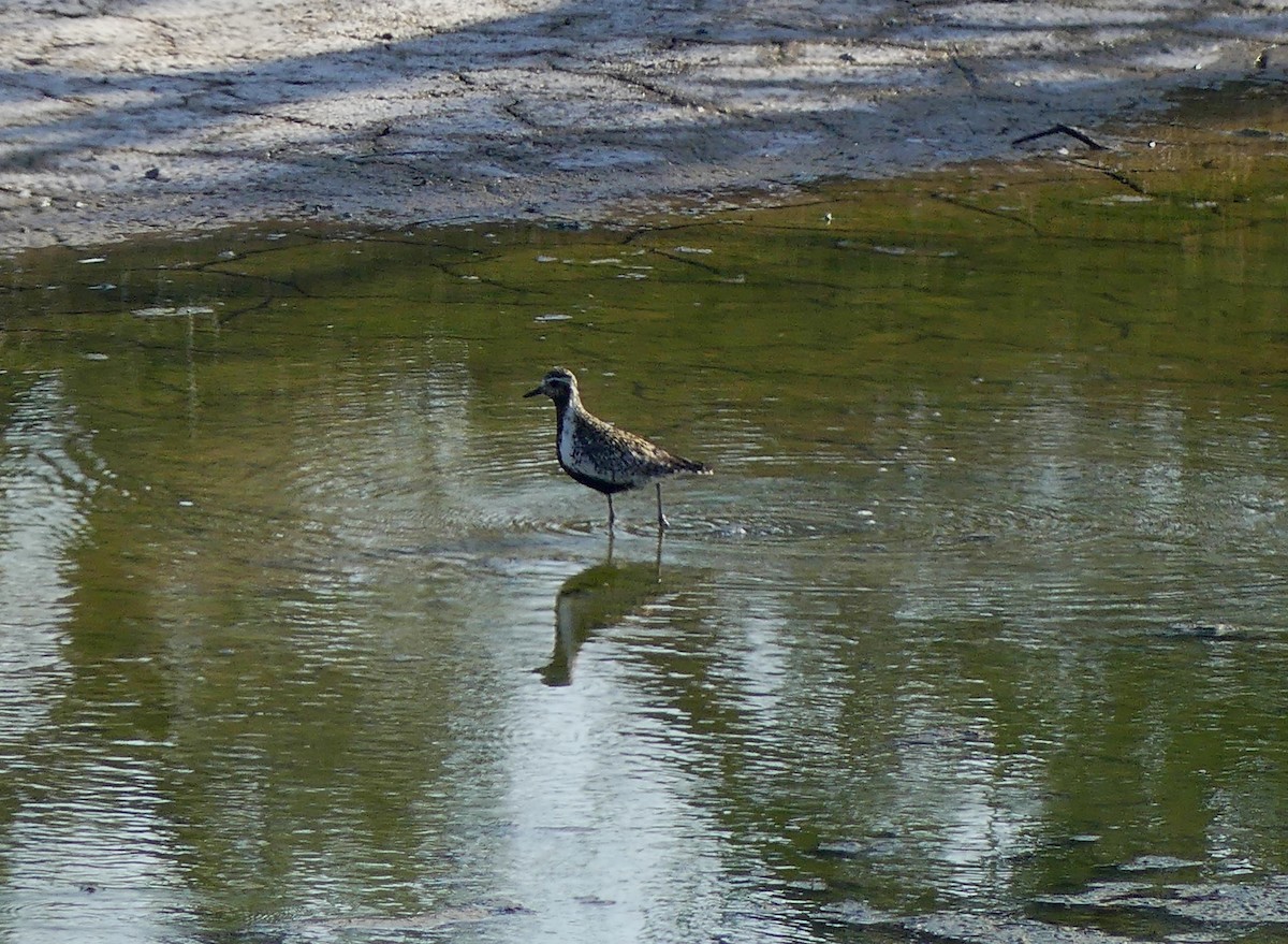 Pacific Golden-Plover - ML646228378