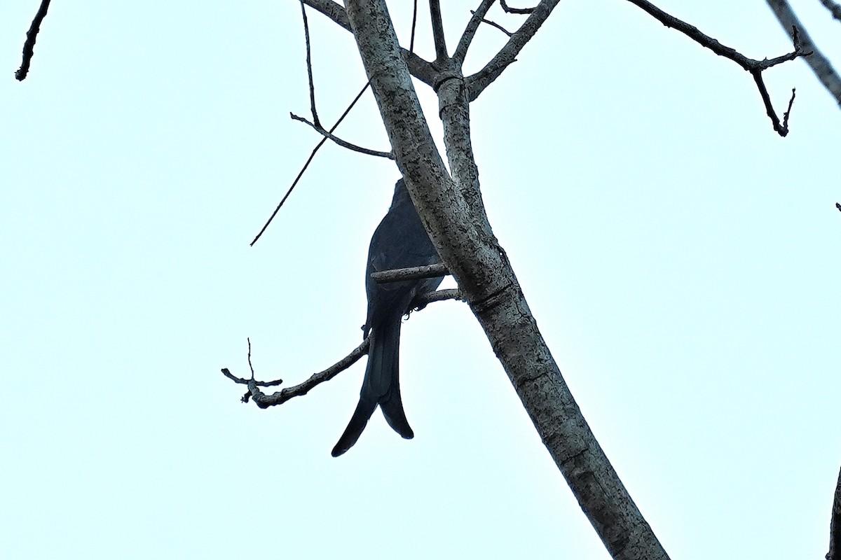 Ashy Drongo (Sooty) - ML646228379