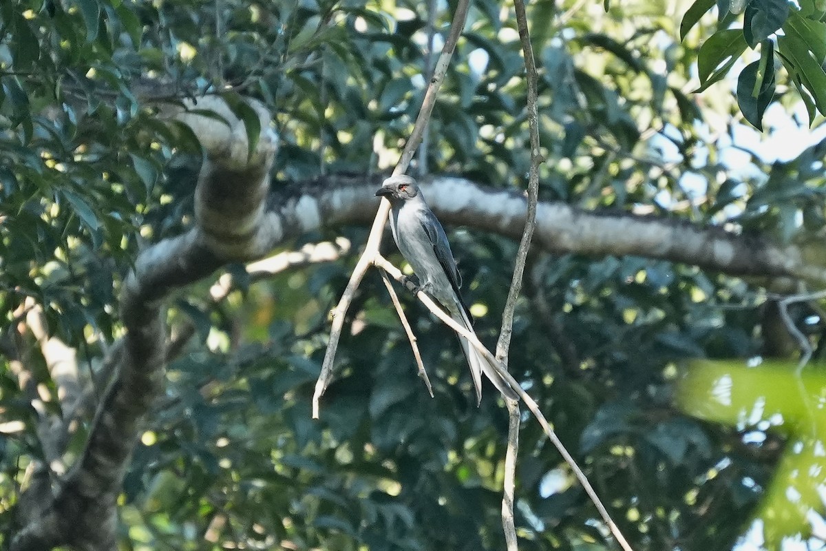 Ashy Drongo (Sooty) - ML646228380