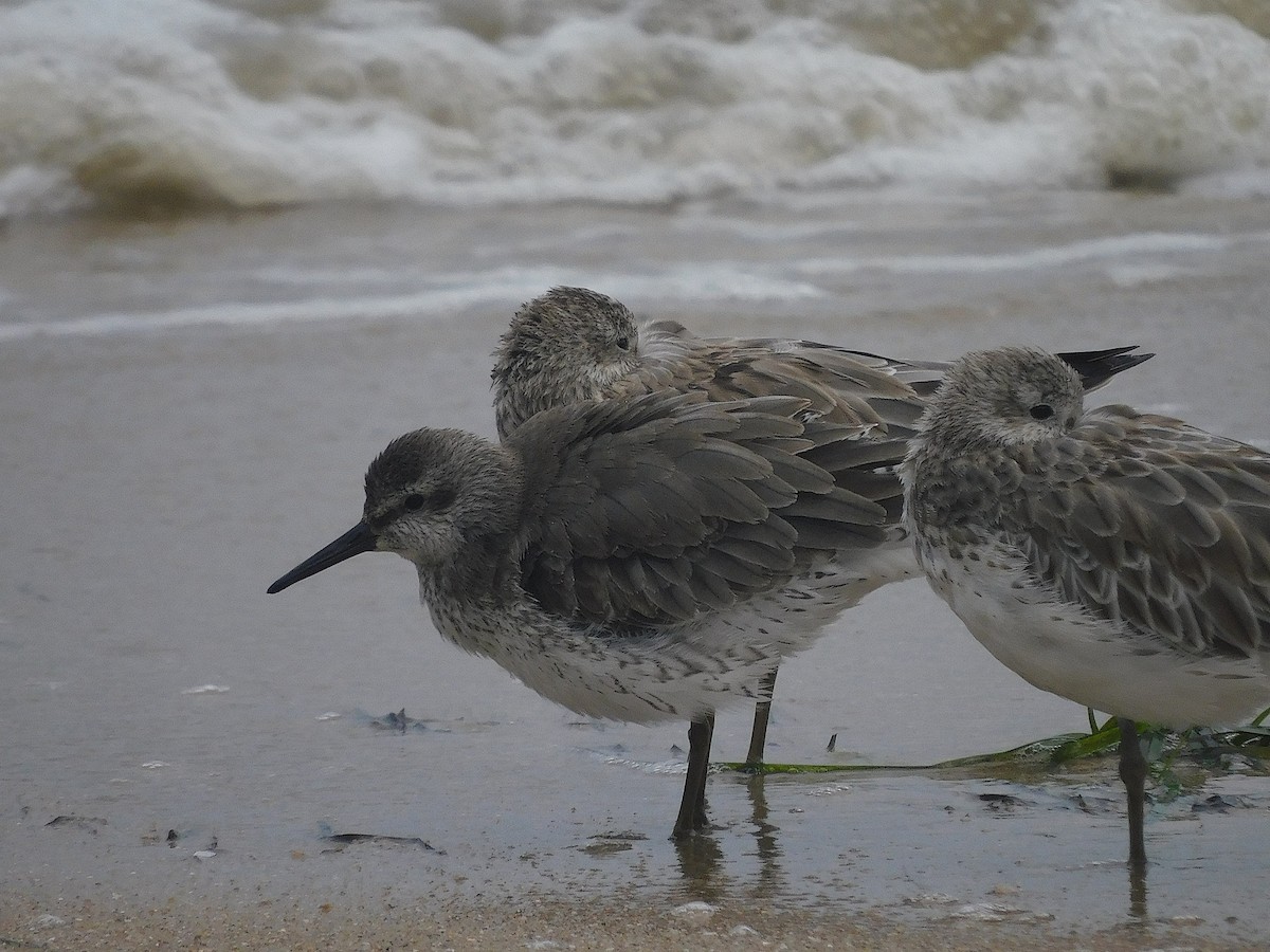 Red Knot - ML646228381