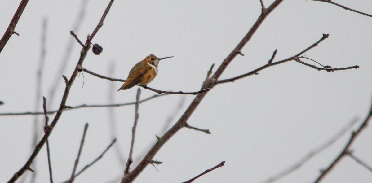 Rufous Hummingbird - ML646228382