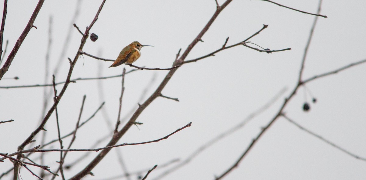 Rufous Hummingbird - ML646228383