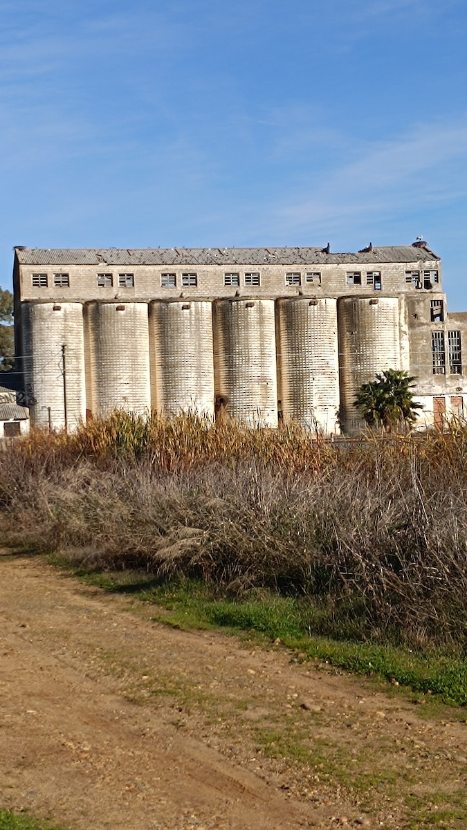 Rock Pigeon (Feral Pigeon) - ML646228385