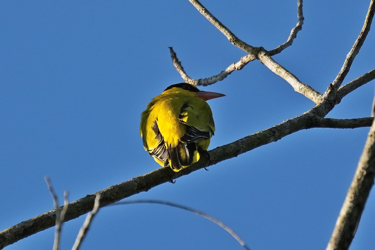 Black-naped Oriole (East Asian) - ML646228391