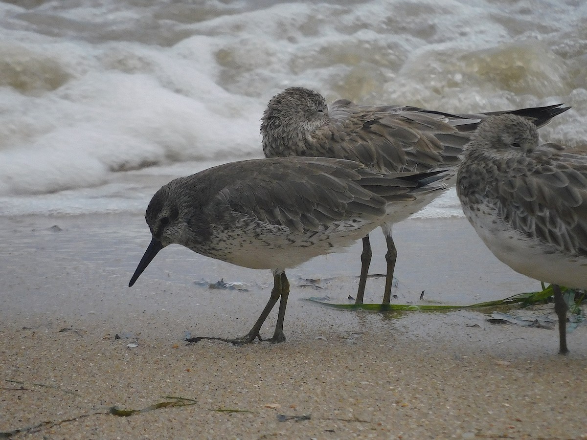 Red Knot - ML646228392