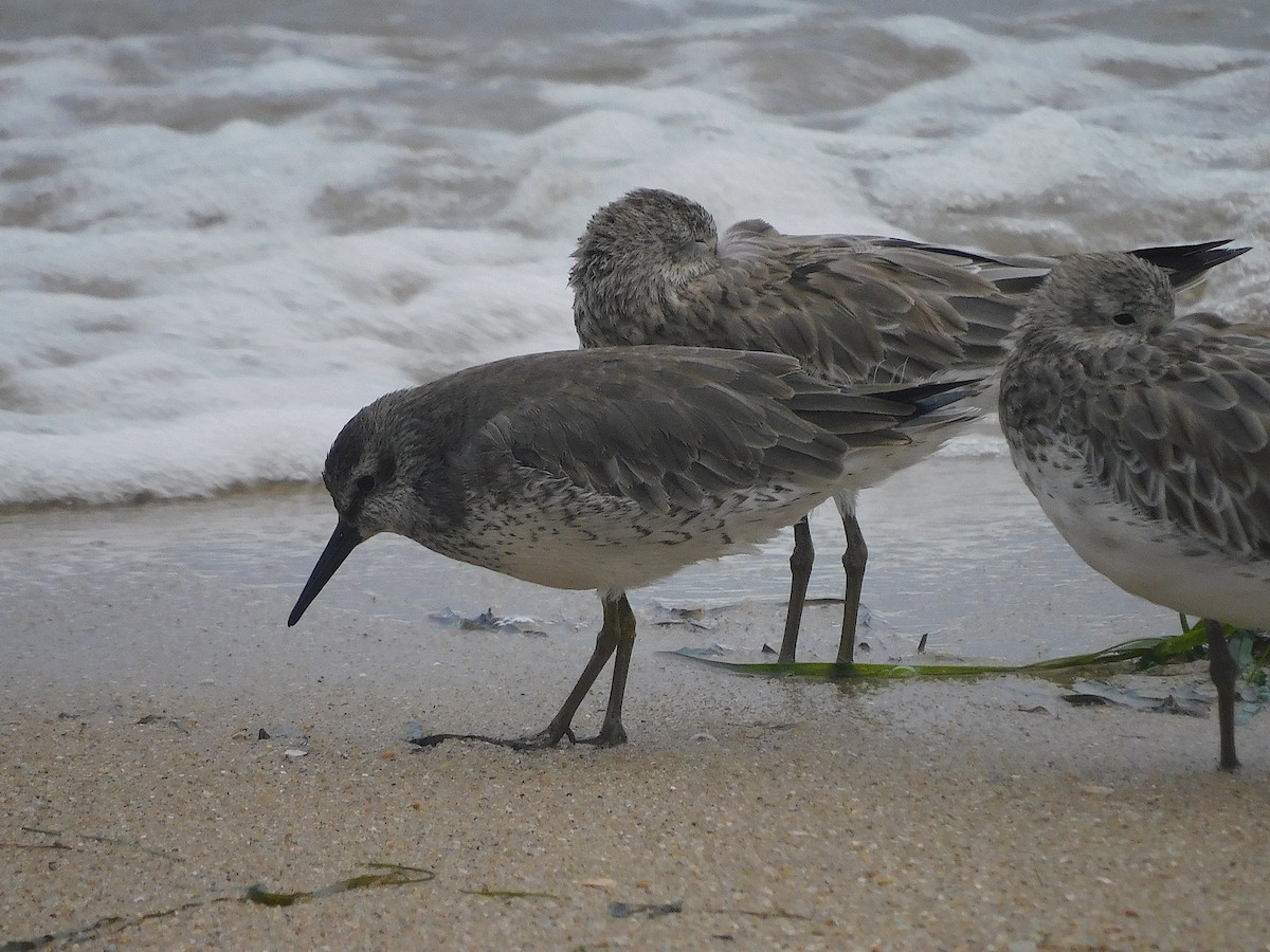 Red Knot - ML646228393
