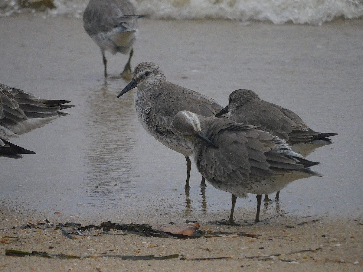 Bécasseau maubèche - ML646228396