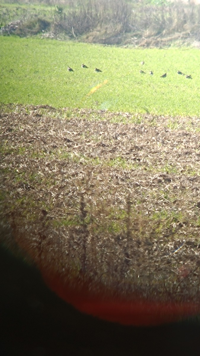 Northern Lapwing - ML646228397