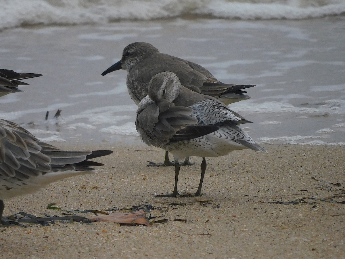 Bécasseau maubèche - ML646228399