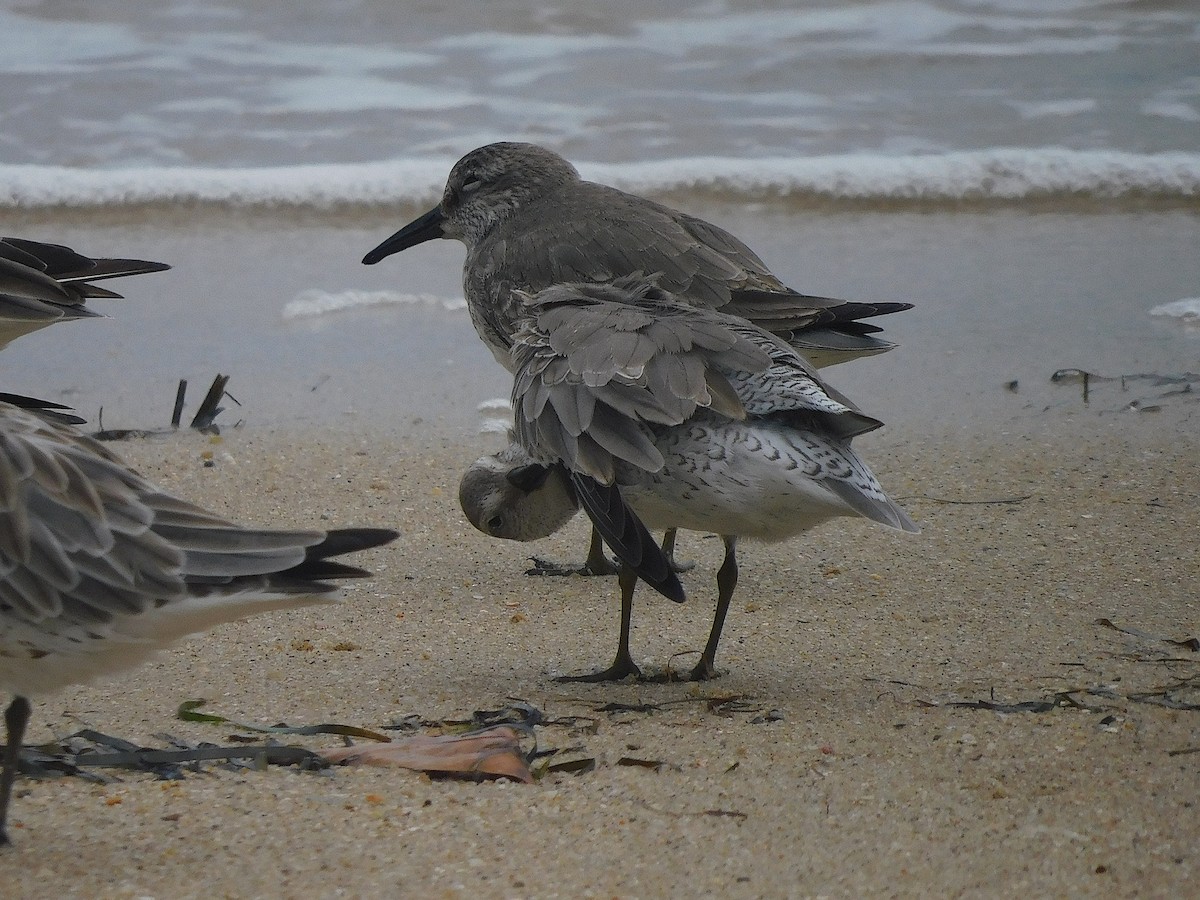 Bécasseau maubèche - ML646228400