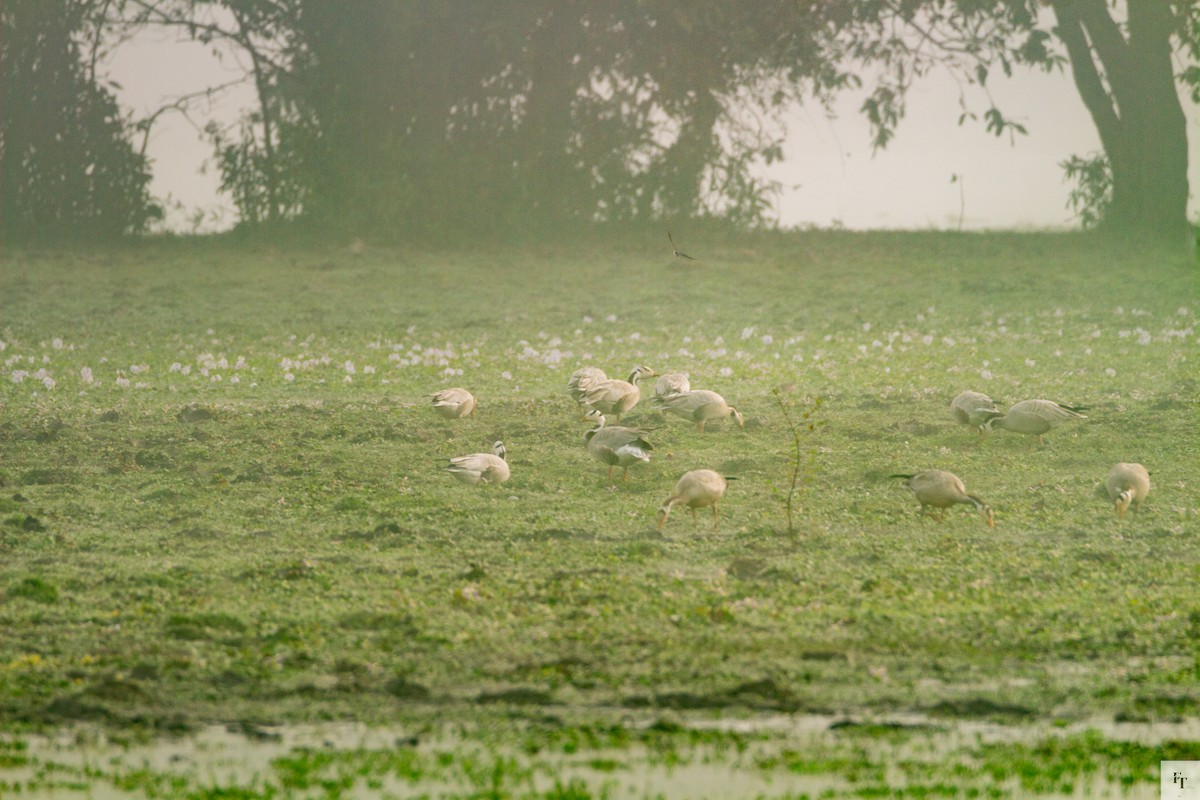 Oie à tête barrée - ML646228402