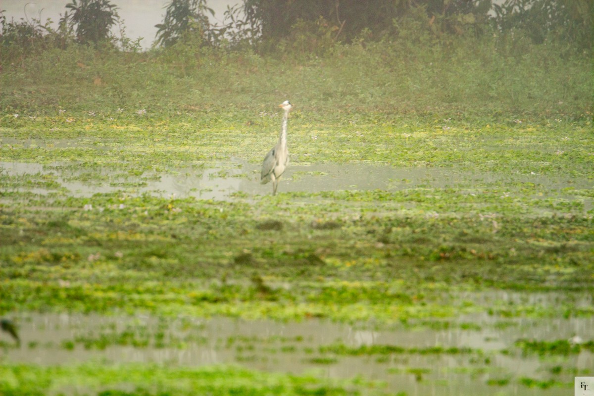 Héron cendré - ML646228403