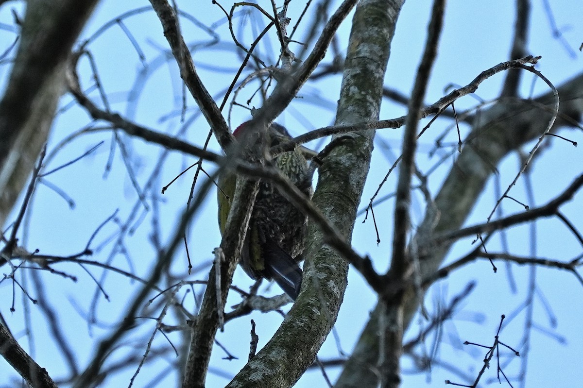 Pic médiastin - ML646228405