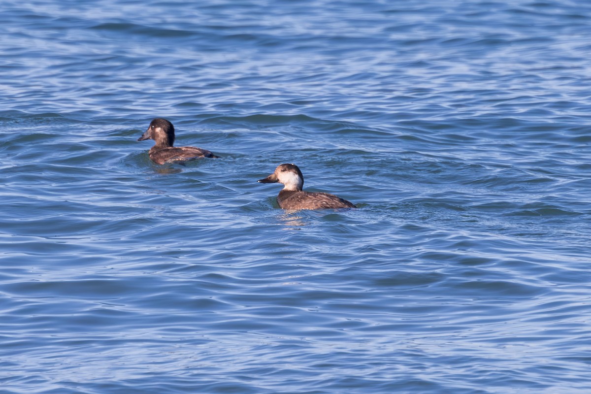 Black Scoter - ML646228406