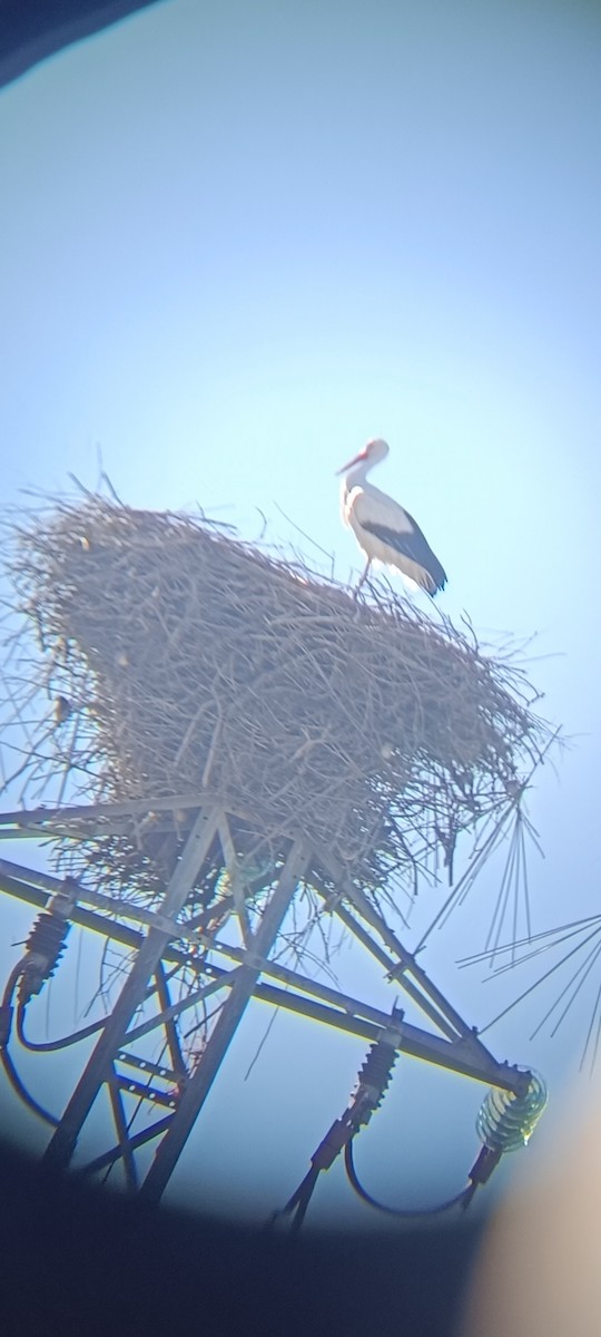 White Stork - ML646228407