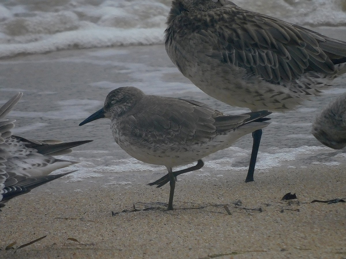 Bécasseau maubèche - ML646228409