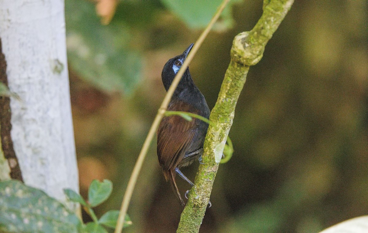 Alapi à dos roux - ML646228410