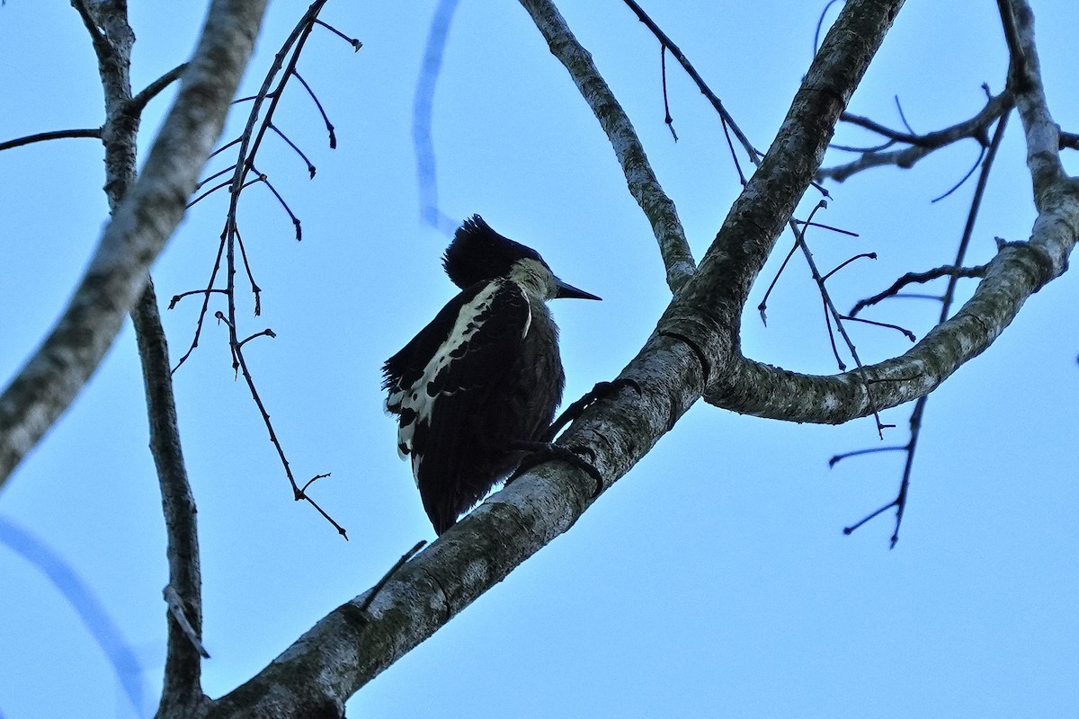 Pic canente - ML646228411
