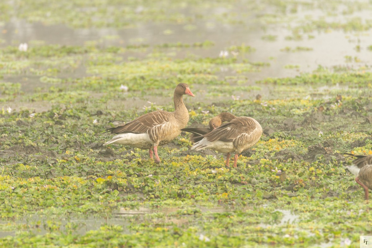 Oie cendrée - ML646228412