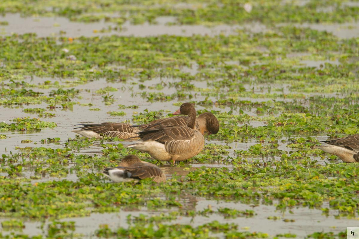 Oie cendrée - ML646228413