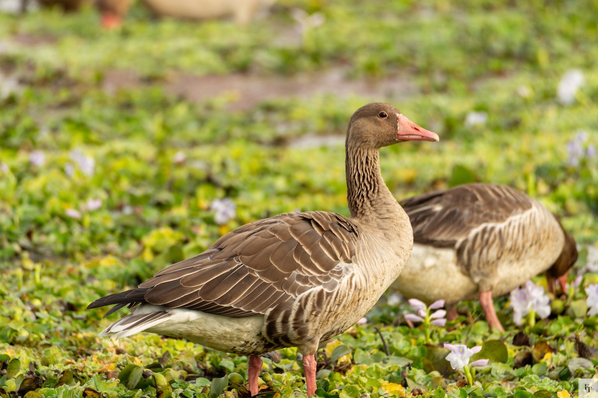 Oie cendrée - ML646228414