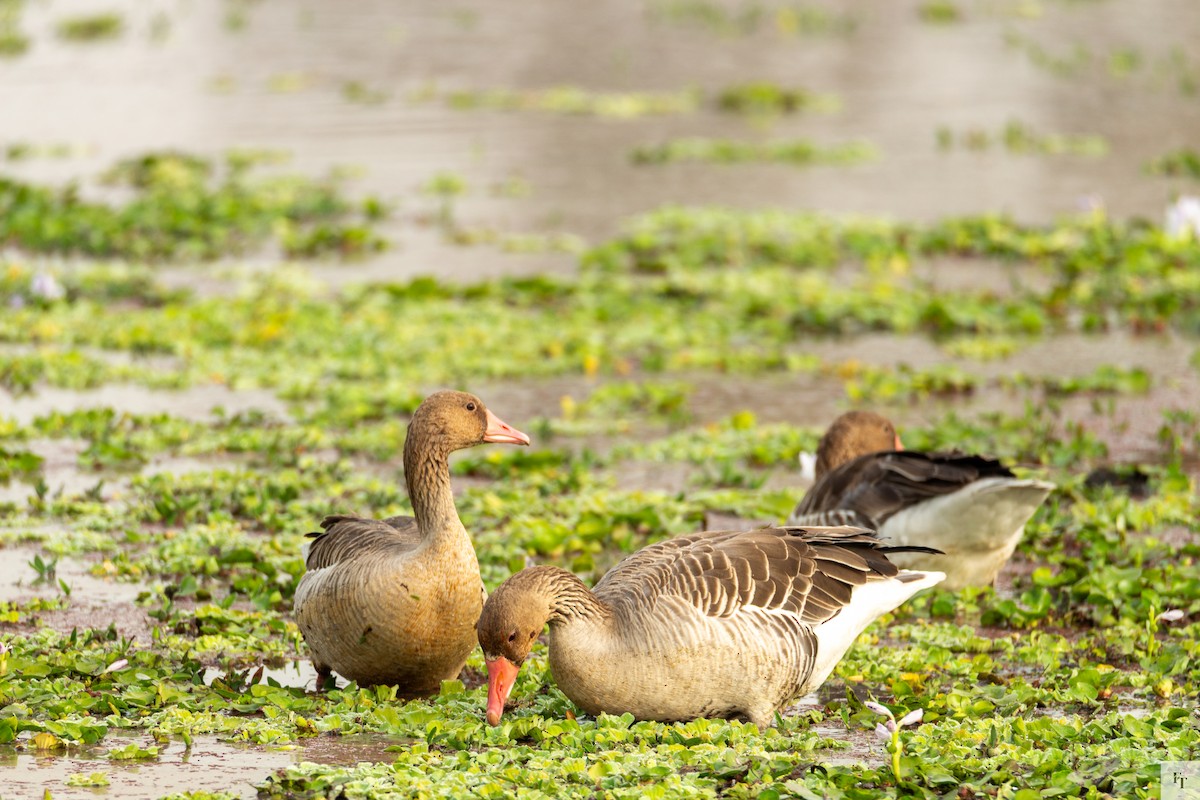 Oie cendrée - ML646228415