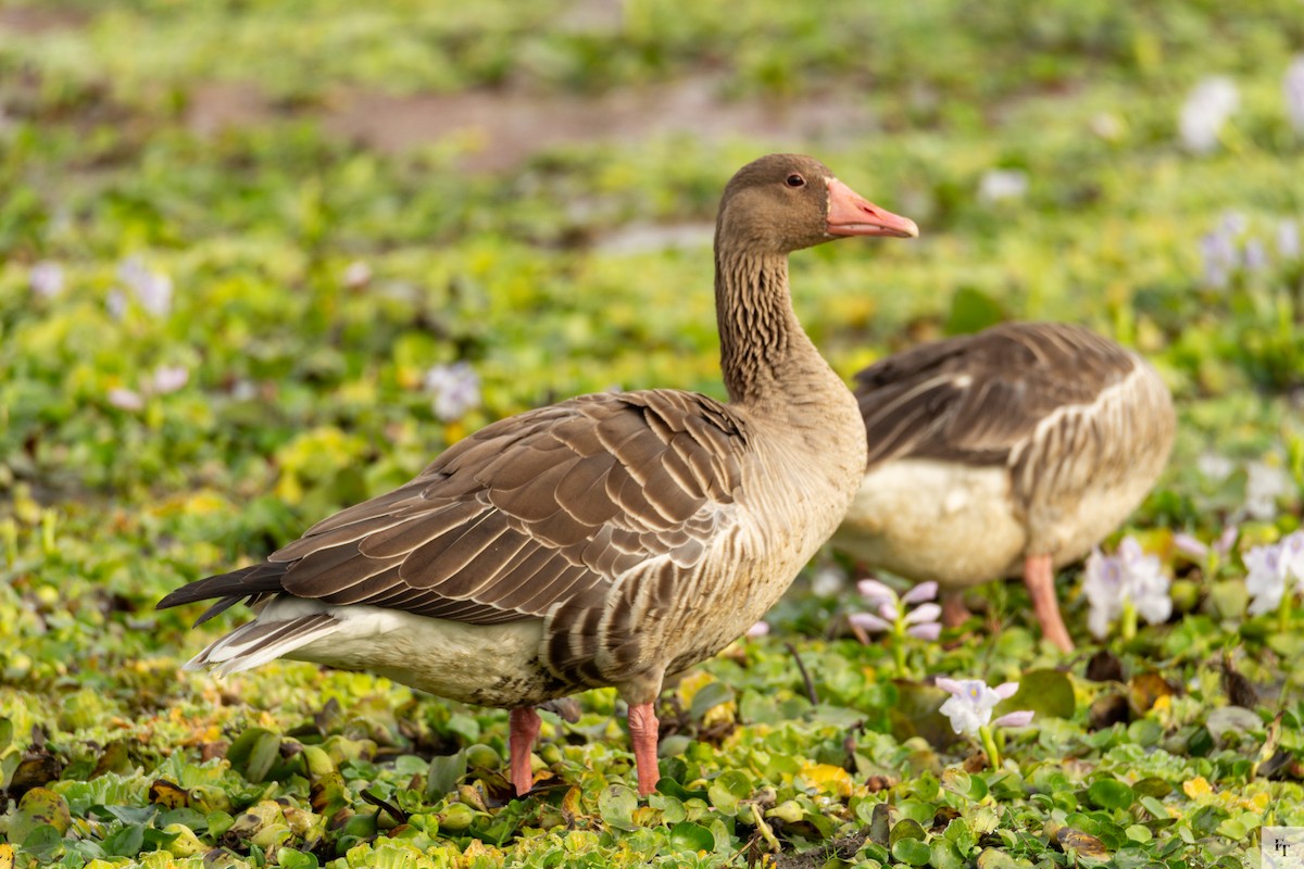Oie cendrée - ML646228416