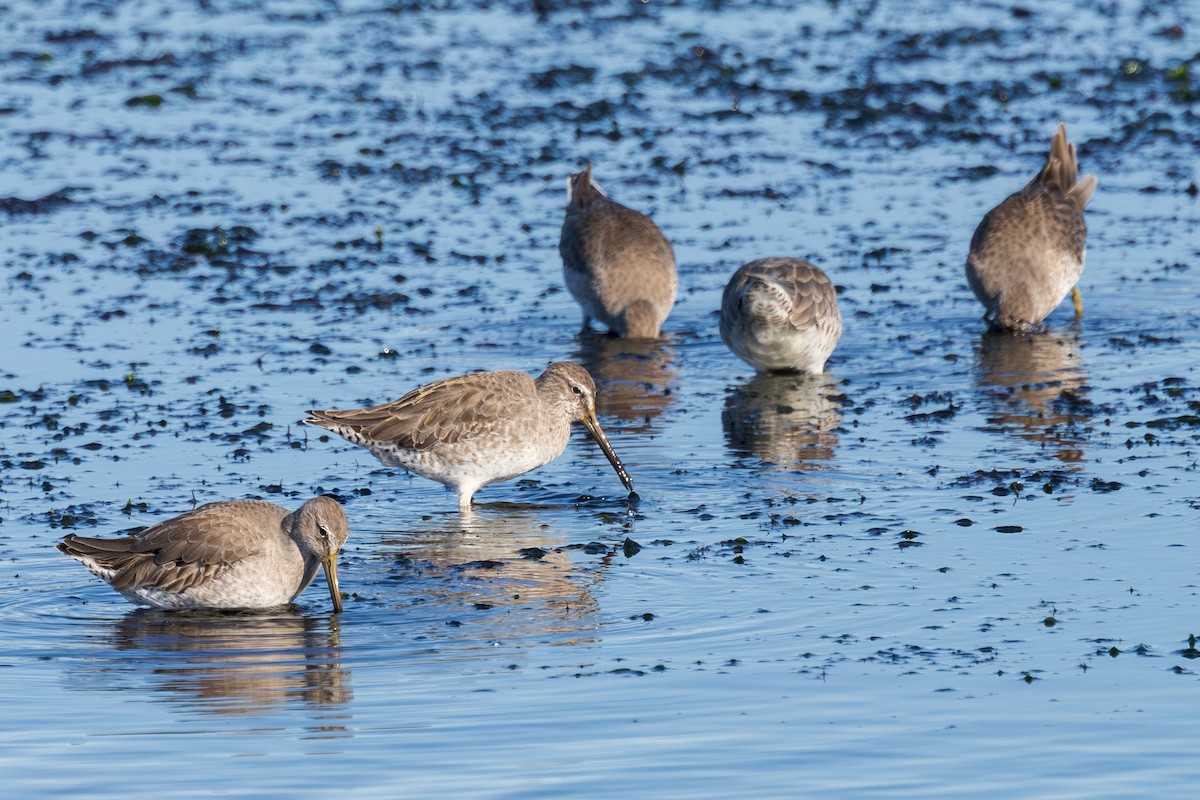 Bécassin roux ou B. à long bec - ML646228417