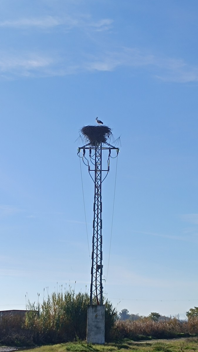 Cigogne blanche - ML646228418