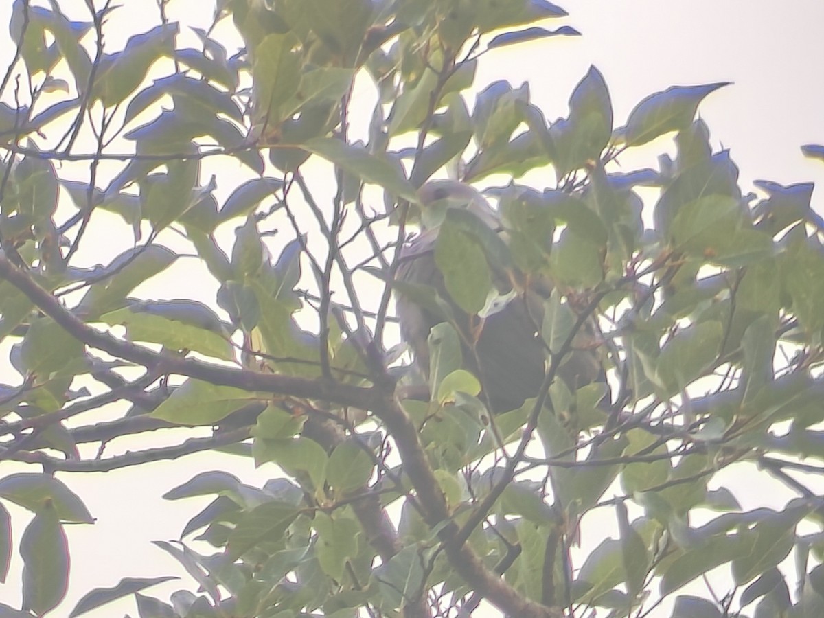 Carpophage des Nilgiri - ML646228419