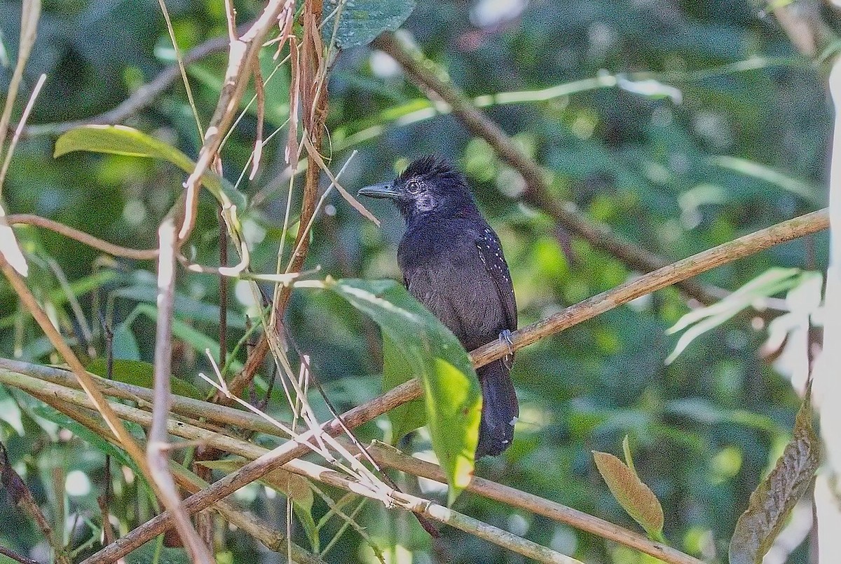 Batara capucin - ML646228420