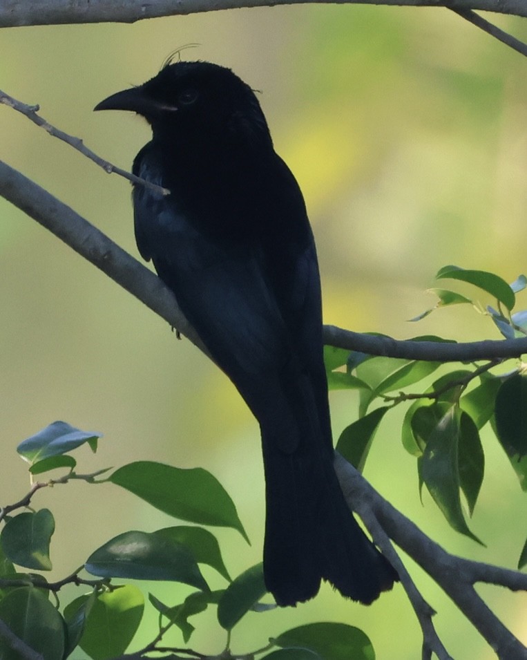 Drongo à crinière - ML646228426