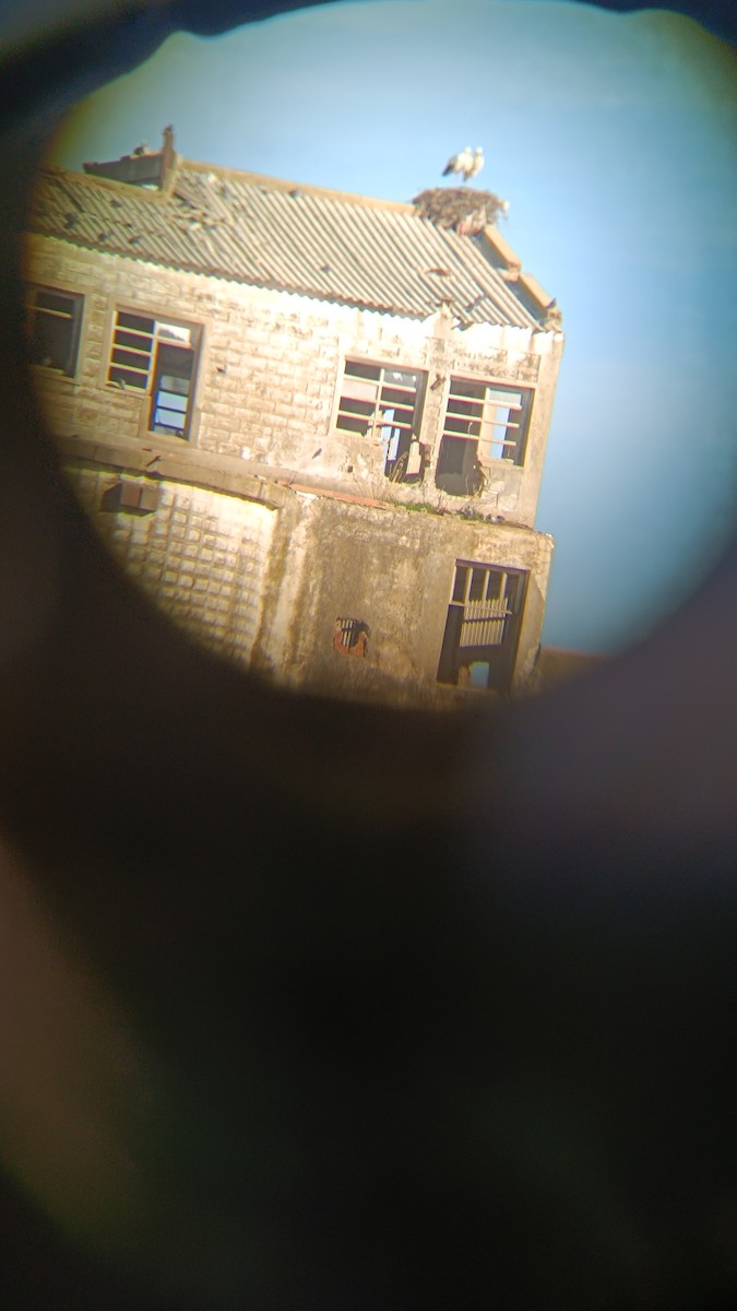 Cigogne blanche - ML646228428