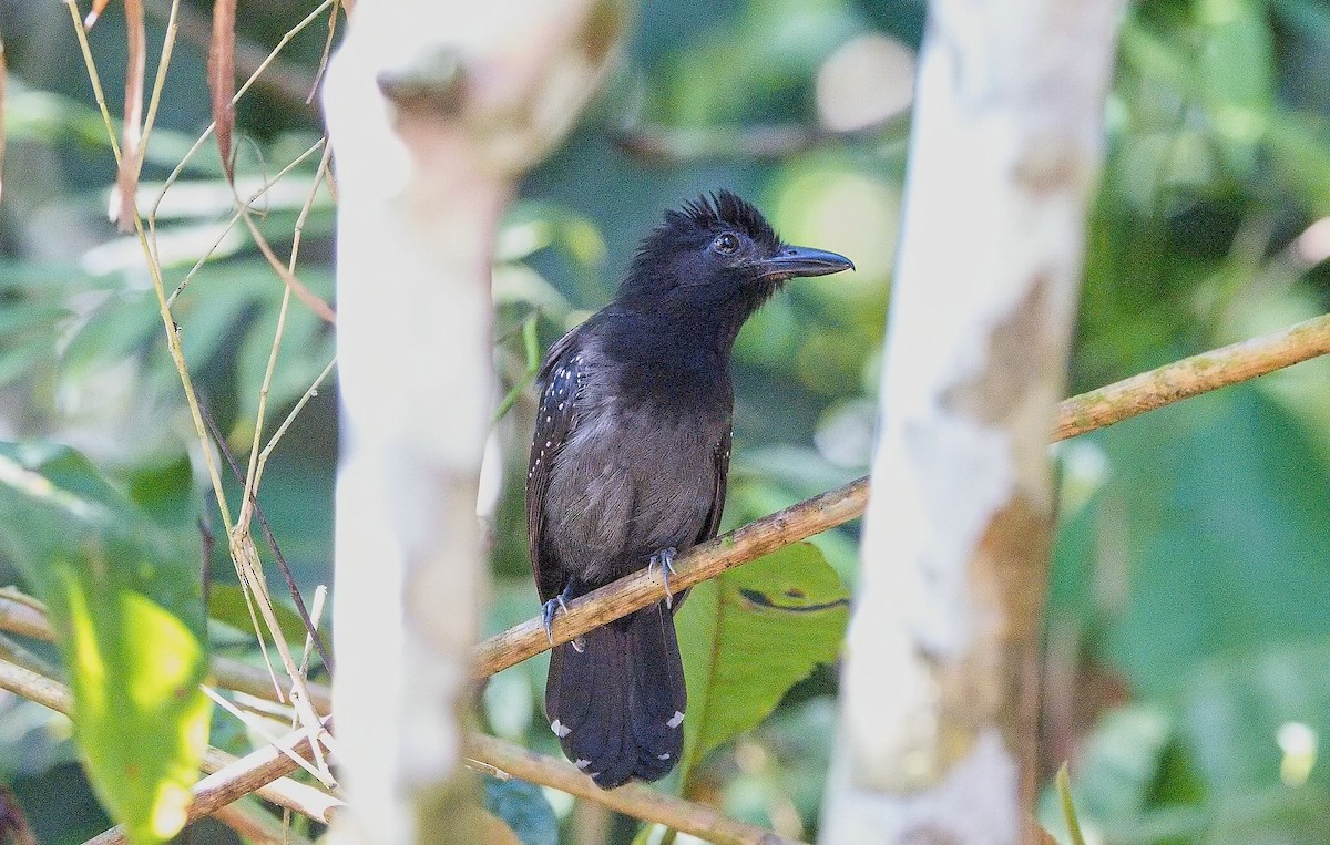 Batara capucin - ML646228429