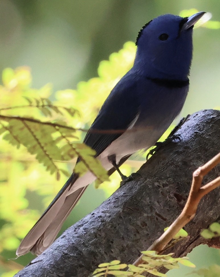 Tchitrec azuré - ML646228430