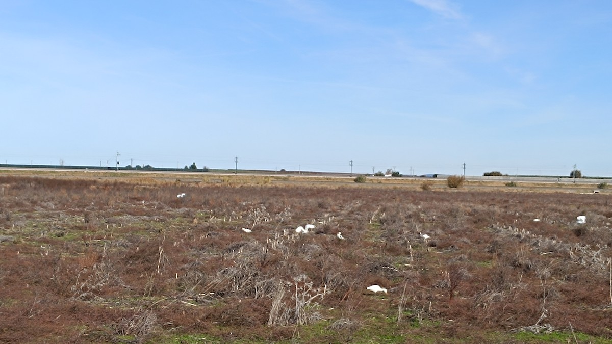 Héron garde-boeufs - ML646228432