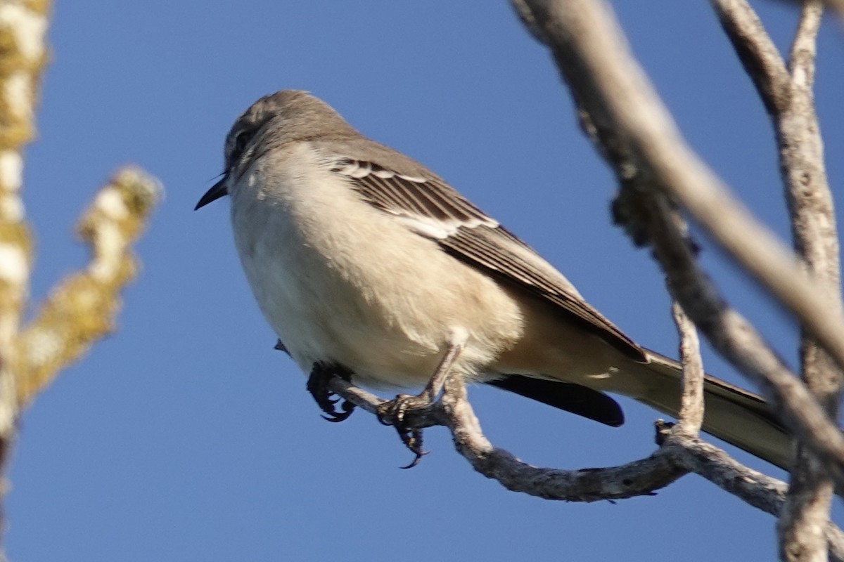 Moqueur polyglotte - ML646228433