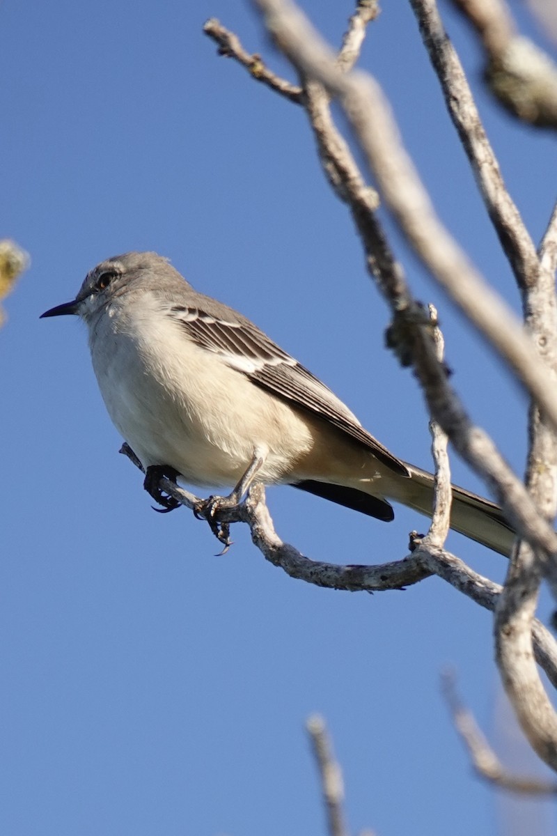 Moqueur polyglotte - ML646228434