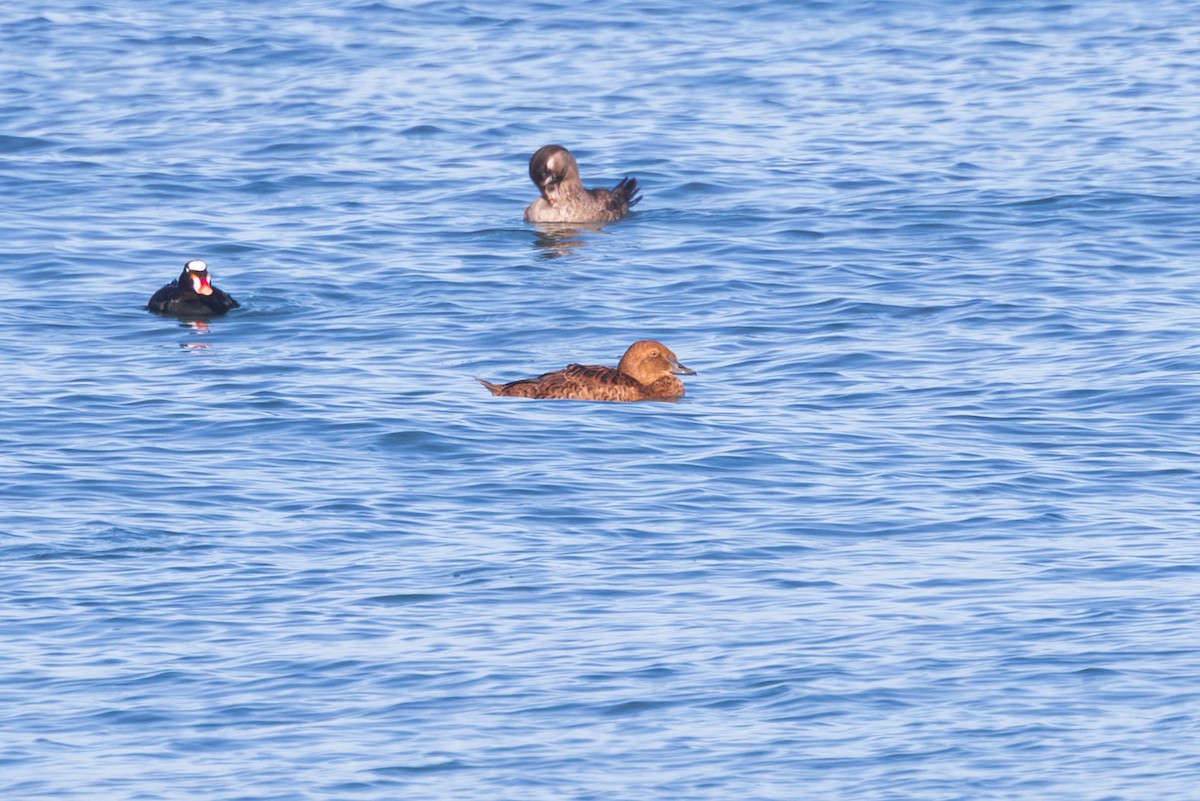 Eider à tête grise - ML646228436