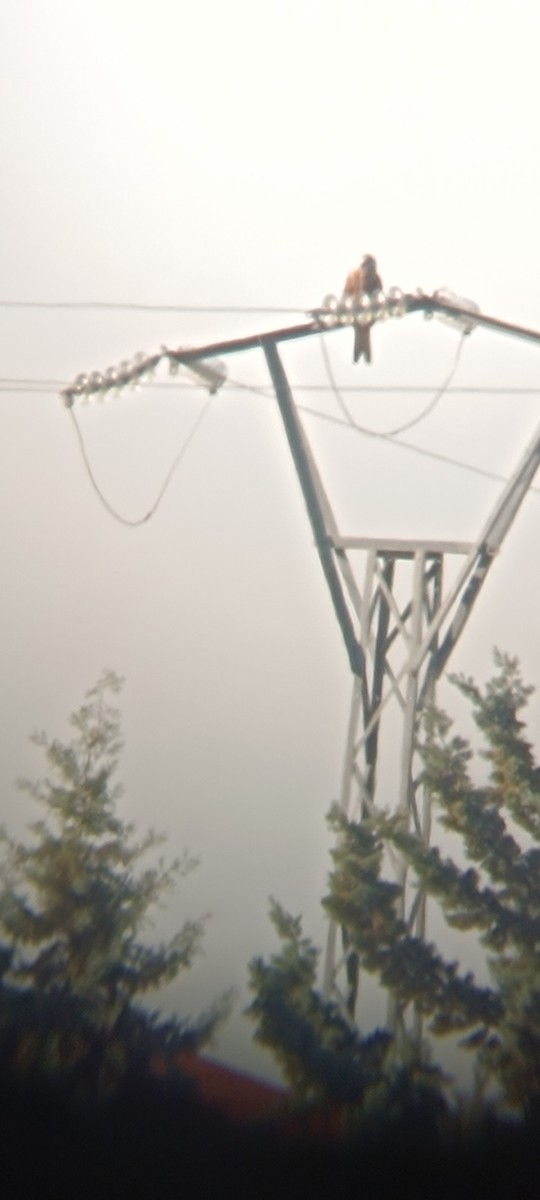 Milan royal - ML646228438