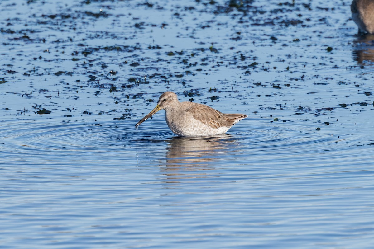 Bécassin à long bec - ML646228439