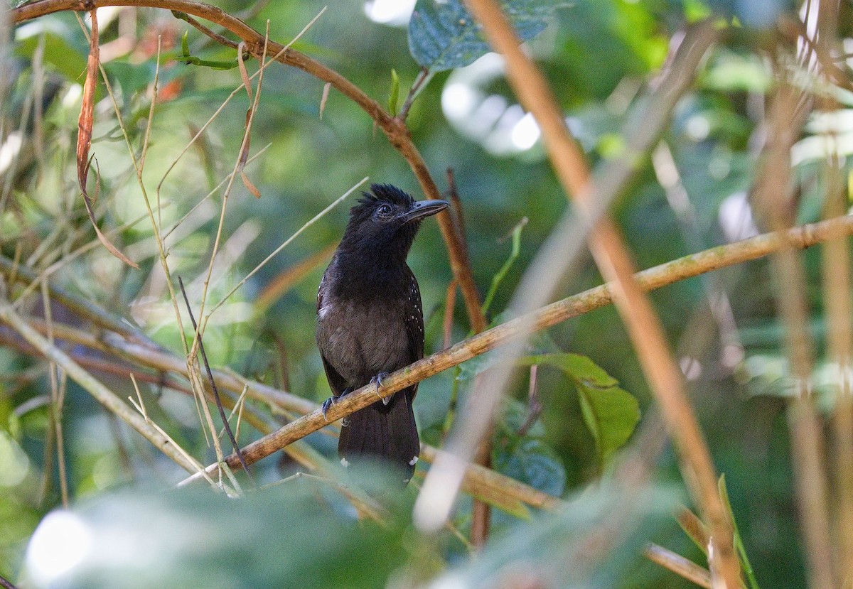 Batara capucin - ML646228440