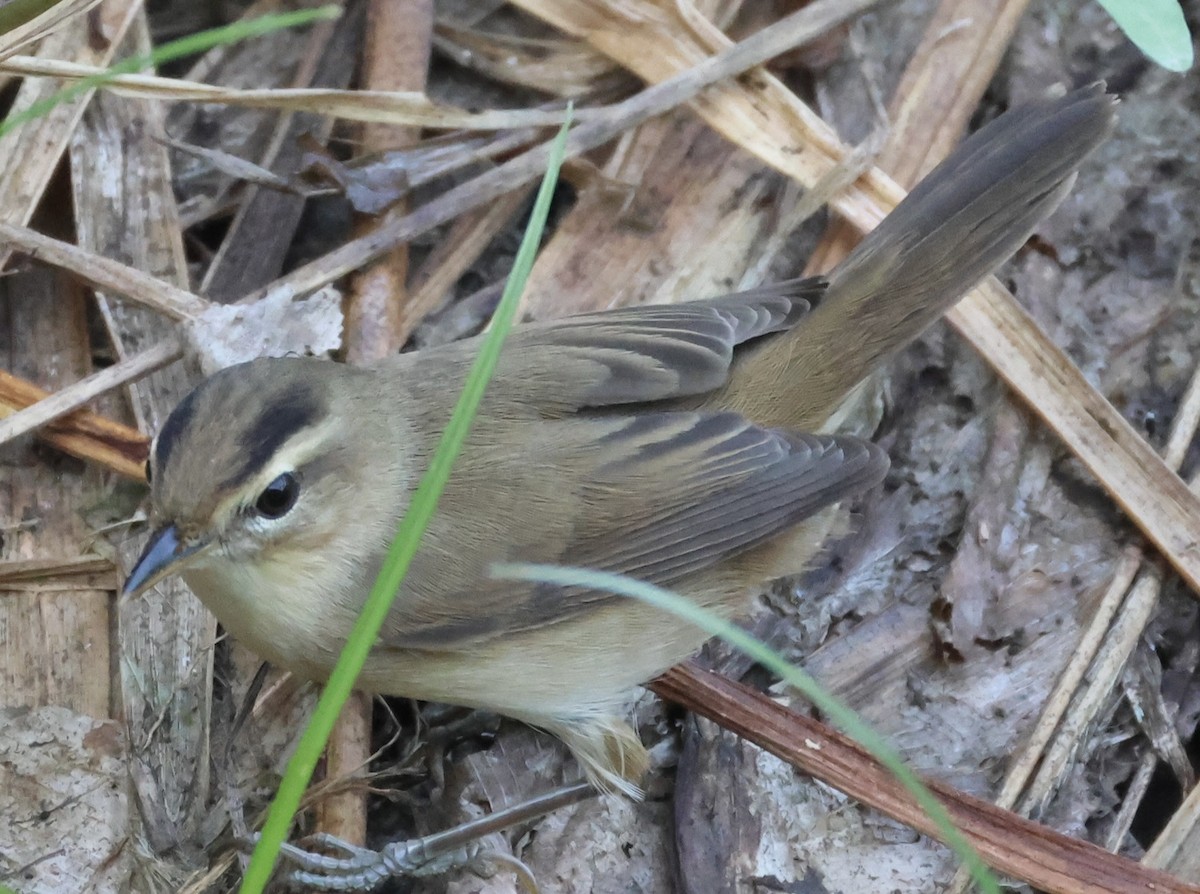 Black-browed Reed Warbler - ML646228442