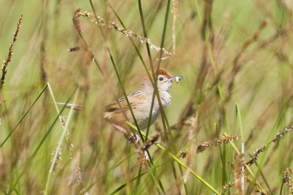 Tawny Grassbird - ML646228444