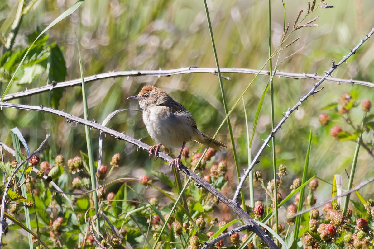 Tawny Grassbird - ML646228446